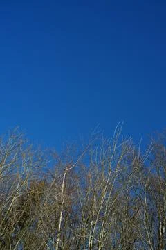Bare Winter Trees Against Clear Blue Sky Stock Photos