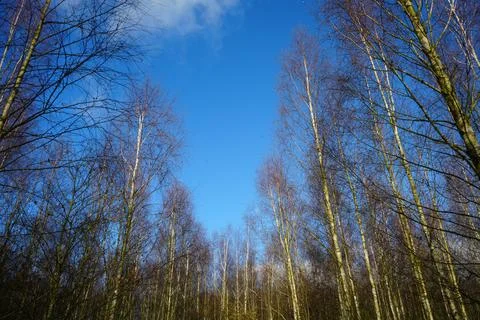 Bare Winter Trees Against Clear Blue Sky In Gedling Country Park, Nottingham, Stock Photos