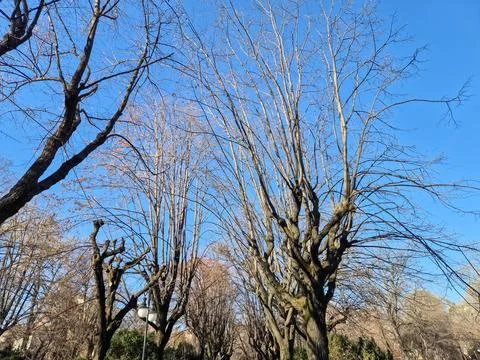 Bare winter trees against a clear blue sky Stock Photos