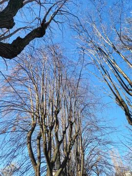 Bare winter trees against clear blue sky Stock Photos