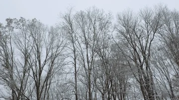 Bare Winter Trees Against a Cold Grey Sky in 4K Stock Footage 85712663