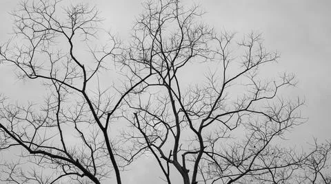 Bare winter trees and branches, winter abstract scene Stock Photos