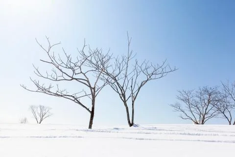 Bare winter trees and snow Stock Photos