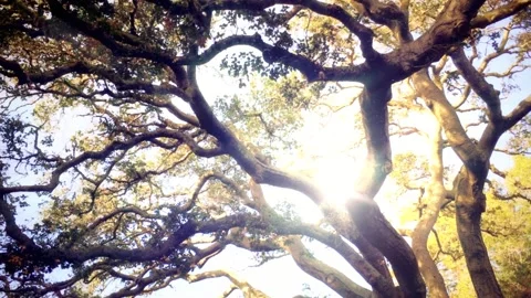 Bare Winter Trees Bathed in Soft Golden Sunlight in a Serene Landscape Stock Footage 341912372