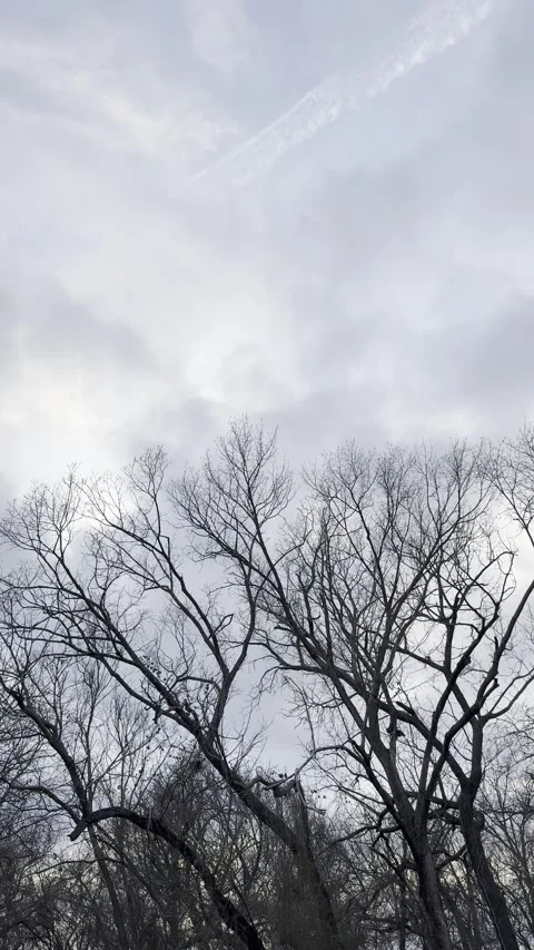Bare Winter Trees Beneath Aircraft Contrail Видео 344807539