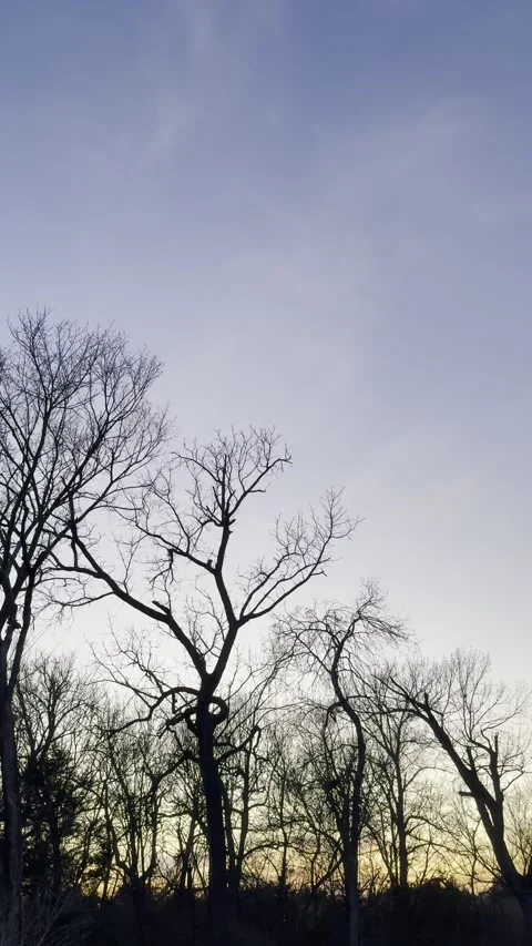 Bare Winter Trees Beneath Soft Gray Evening Clouds Video stock 344717301