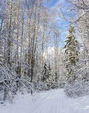 Bare winter trees in the forest. Stock Photos