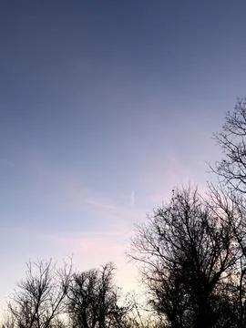 Bare Winter Trees Framing a Pastel Evening Sky Stock-Fotos