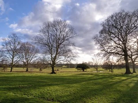 Bare winter trees in a park with clouds and shadows Stock Photos