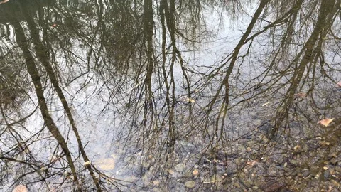 Bare winter trees reflecting in the lake water Vidéo 105674936