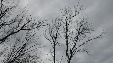 Bare Winter Trees Silhouette Against Dramatic Cloudy Sky Stock Footage 317684649