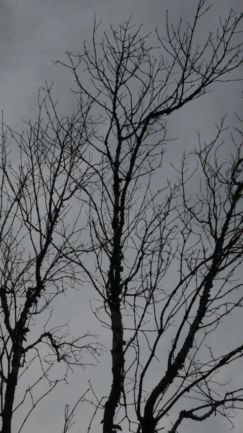 Bare Winter Trees Silhouette Against Dramatic Cloudy Sky Stock Footage 324426391