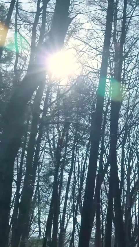 Bare winter trees silhouetted against a bright sun Stock Footage 334422150