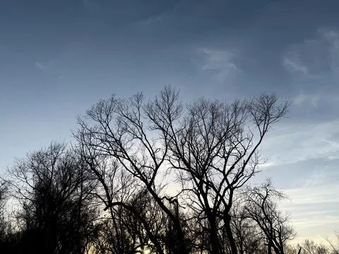Bare Winter Trees Silhouetted Against Blue Evening Sky Stock-Fotos