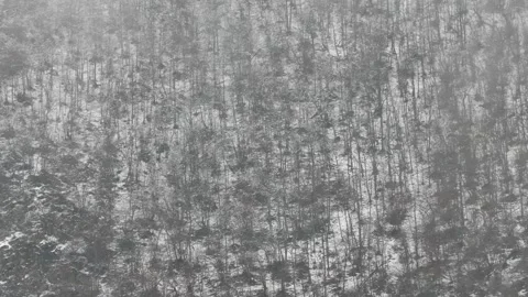 Bare winter trees on a snowy mountain slope, partially hidden in fog and mist Stock Footage 318194192