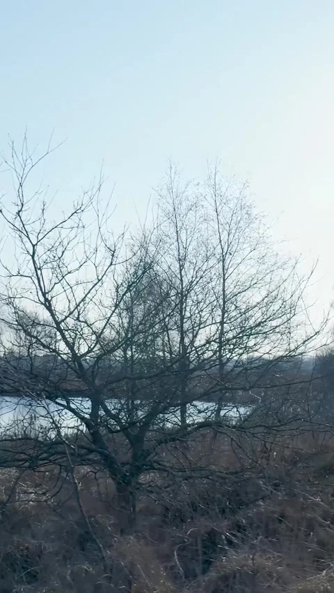 Bare Winter Trees Stand Beside Tranquil Frozen Lake On Sunny Day Stock Footage 335477546