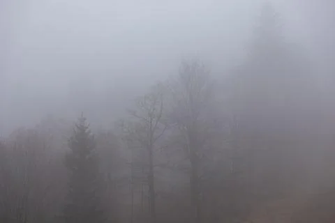 Bare winter trees stand in a dense grey morning fog within a quiet forest, Stock Photos
