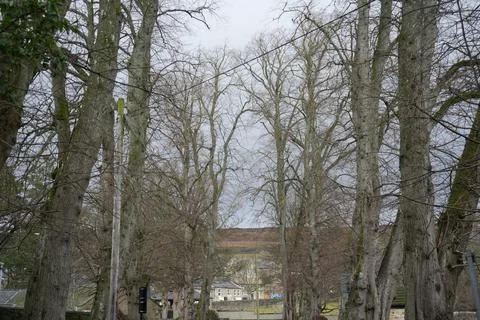 Bare Winter Trees, Stanhope, County Durham, England, With Stone Buildings, Stock Photos