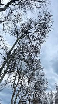 Bare winter trees under cloudy sky Stock Photos