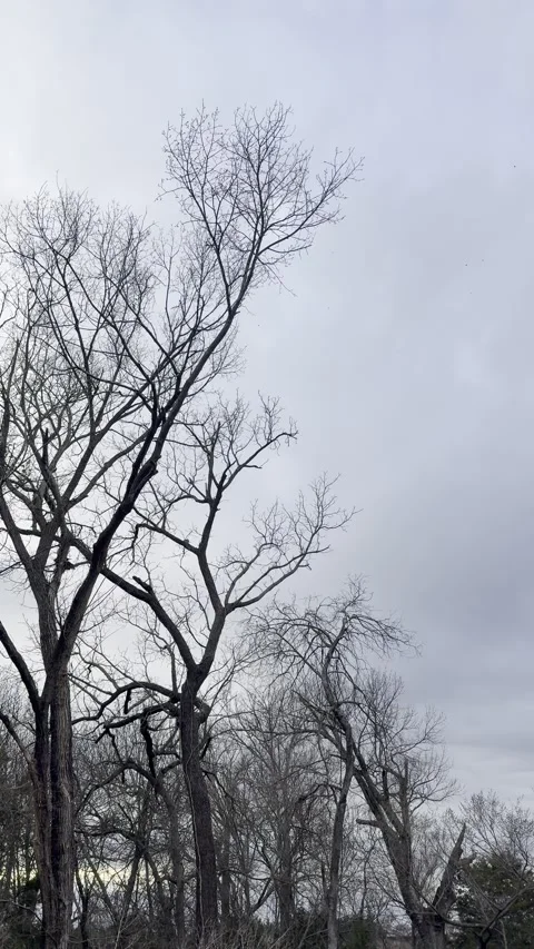 Bare Winter Trees Under Dark Gray Storm Clouds Video stock 344807465