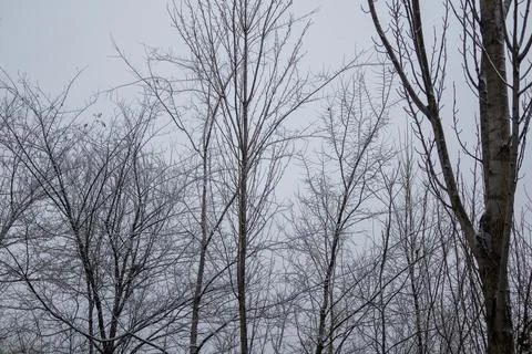 Bare Winter Trees Under Gray Sky - Cold Seasonal Landscape Foto stock