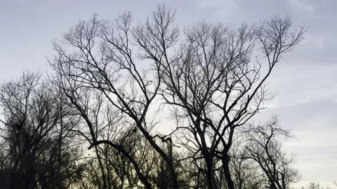 Bare Winter Trees Under Moody Evening Clouds Video stock 344779376