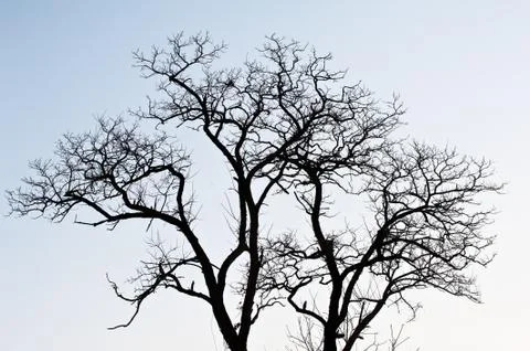 Bared brach in winter Foto stock