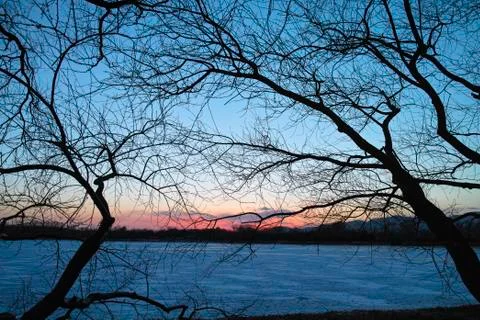 Bared branch at dusk Foto stock