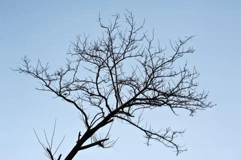 Bared branch Foto stock