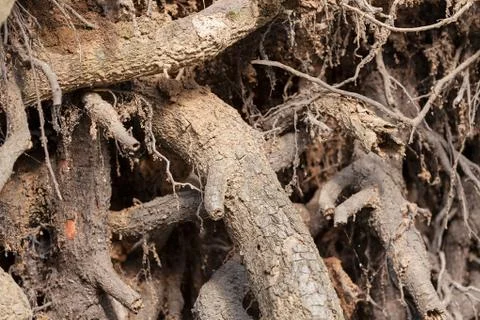 Bared roots of tree Stock Photos