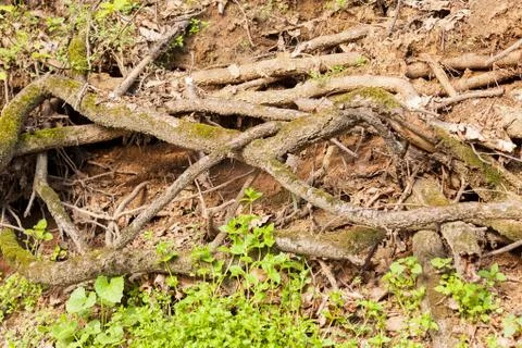 Bared roots of tree Stock Photos
