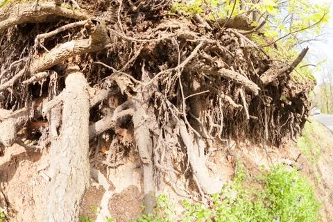 Bared roots of tree Stock Photos