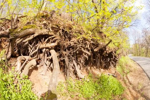 Bared roots of tree Stock Photos