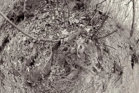 Bared roots of tree Stock Photos