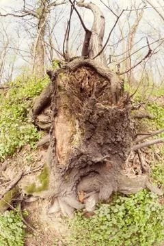 Bared roots of tree Foto stock