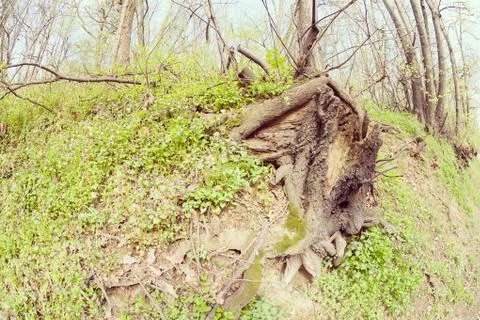 Bared roots of tree Stock Photos