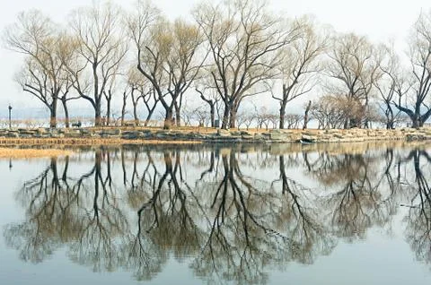 The bared trees at lakeside Foto stock