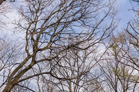 Bared treetops Stock Photos