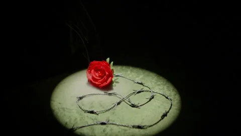 Bared Wire Rose spotlight Stock Footage 316506283