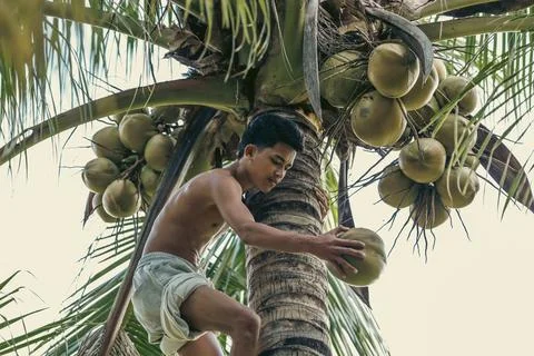 Barefoot boy picking coconuts high in a palm tree Stock Photos