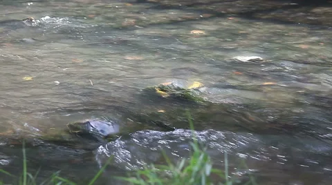 Barefoot in the creek Stock Footage 50915518