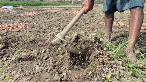 Barefoot Farmer Digging Soil With Hoe Harvesting Potatoes Closeup 스톡 동영상 338268652