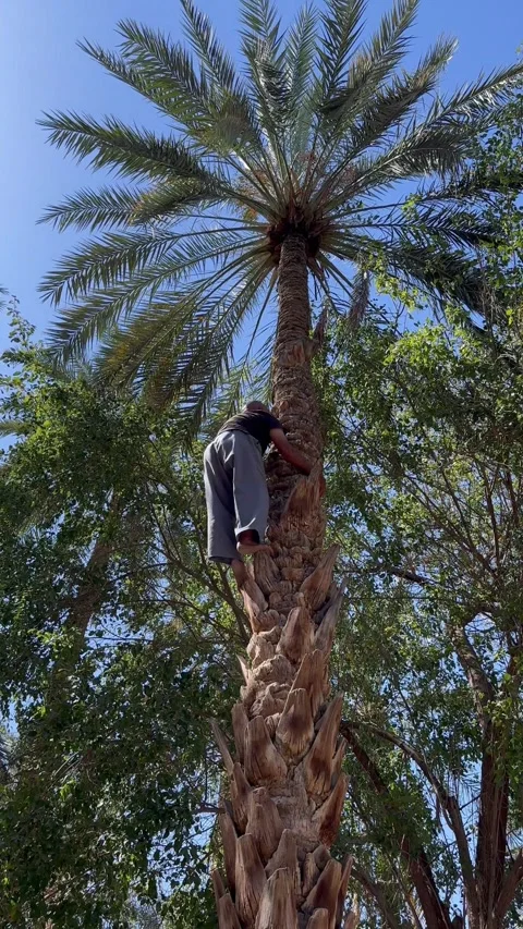 Barefoot man scales a tall date palm surrounded by lush green trees under clear Stock Footage 340819356