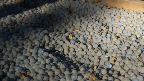 Barefoot Men Walk Along a Path of Glass Marbles. Video stock 306401909