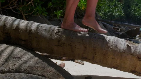 Barefoot person walking on fallen log in tropical forest setting Stock Footage 346366621
