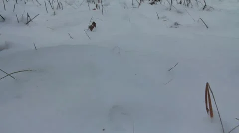 Barefoot in the snow . dolly movement Stock Footage 20645981