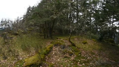 Barefoot On Thick Moss Stock Footage 162081115