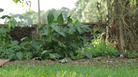 Barefoot Walking In A Garden Stock Footage 21454150