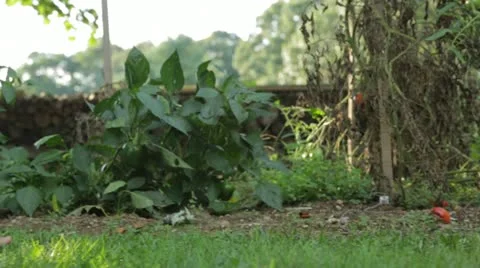 Barefoot Walking In Garden Stock Footage 21454315