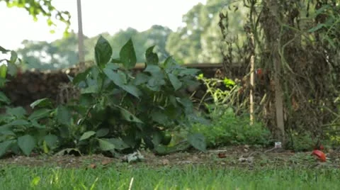 Barefoot Walking Through Garden Stock Footage 21454397